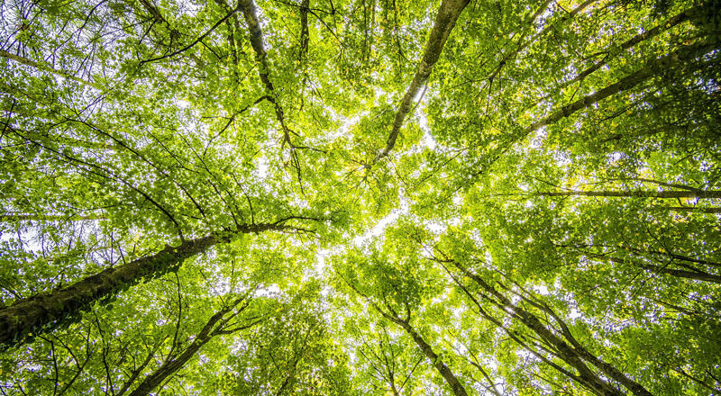 trees overhead