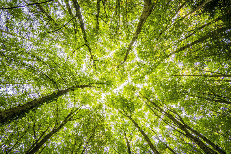 Windshield Repair, an Eco-Friendly Choice